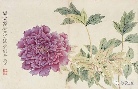 恽寿平的牡丹花活色生香满庭芳 花鸟画