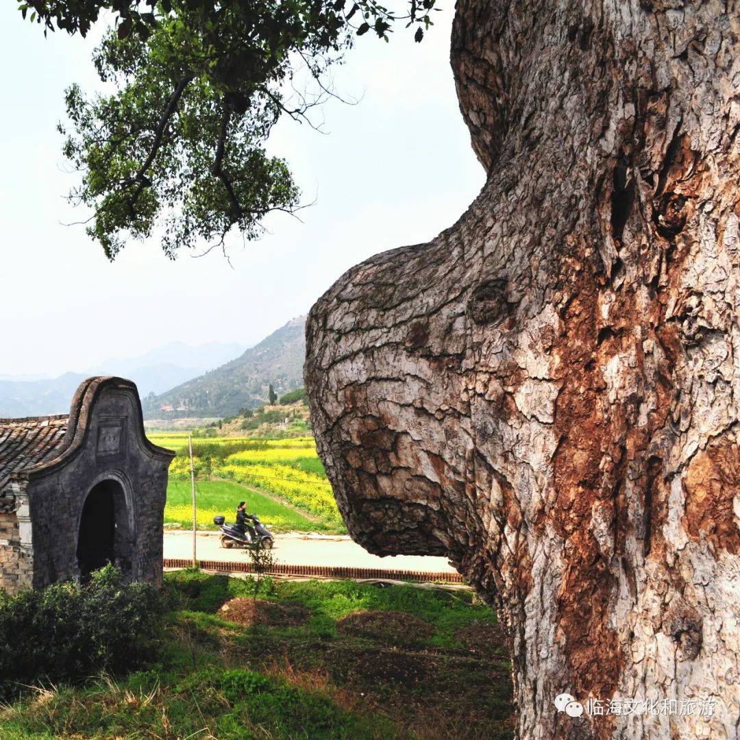 临海这个镇又获省级荣誉,新年旅游安排!_河头镇