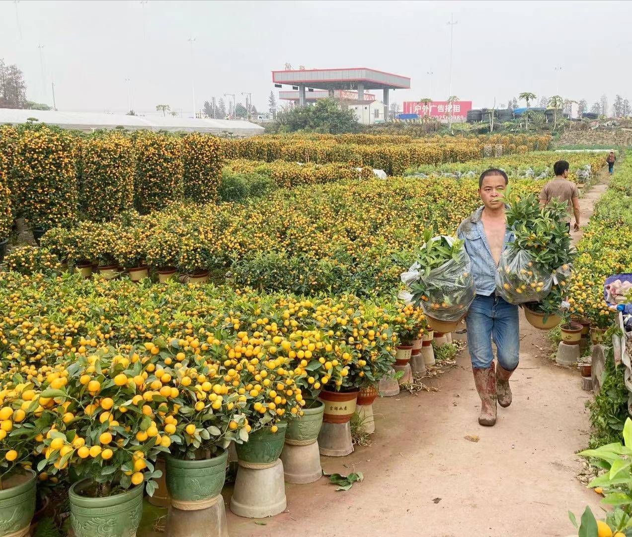 顺德年花年桔批发基地图片