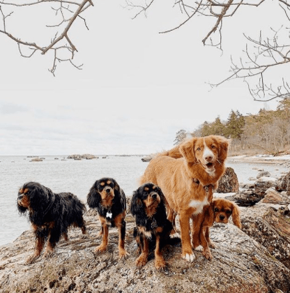 Ontario government now allowing dog walkers during lockdown after