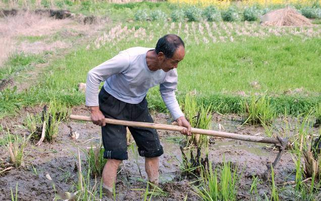 到了就是农忙时节,这时候最累的是男人,要不停地干活!