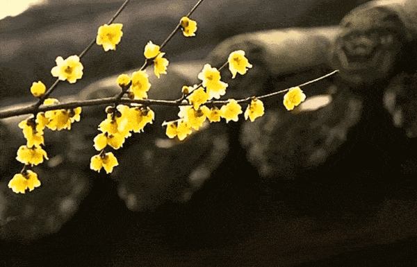 600_600gif 动态图 动图