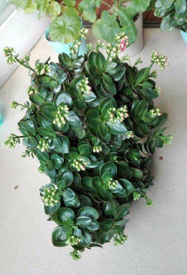 一株普通的长寿花,用4招,养成垂吊型瀑布,花又多又美