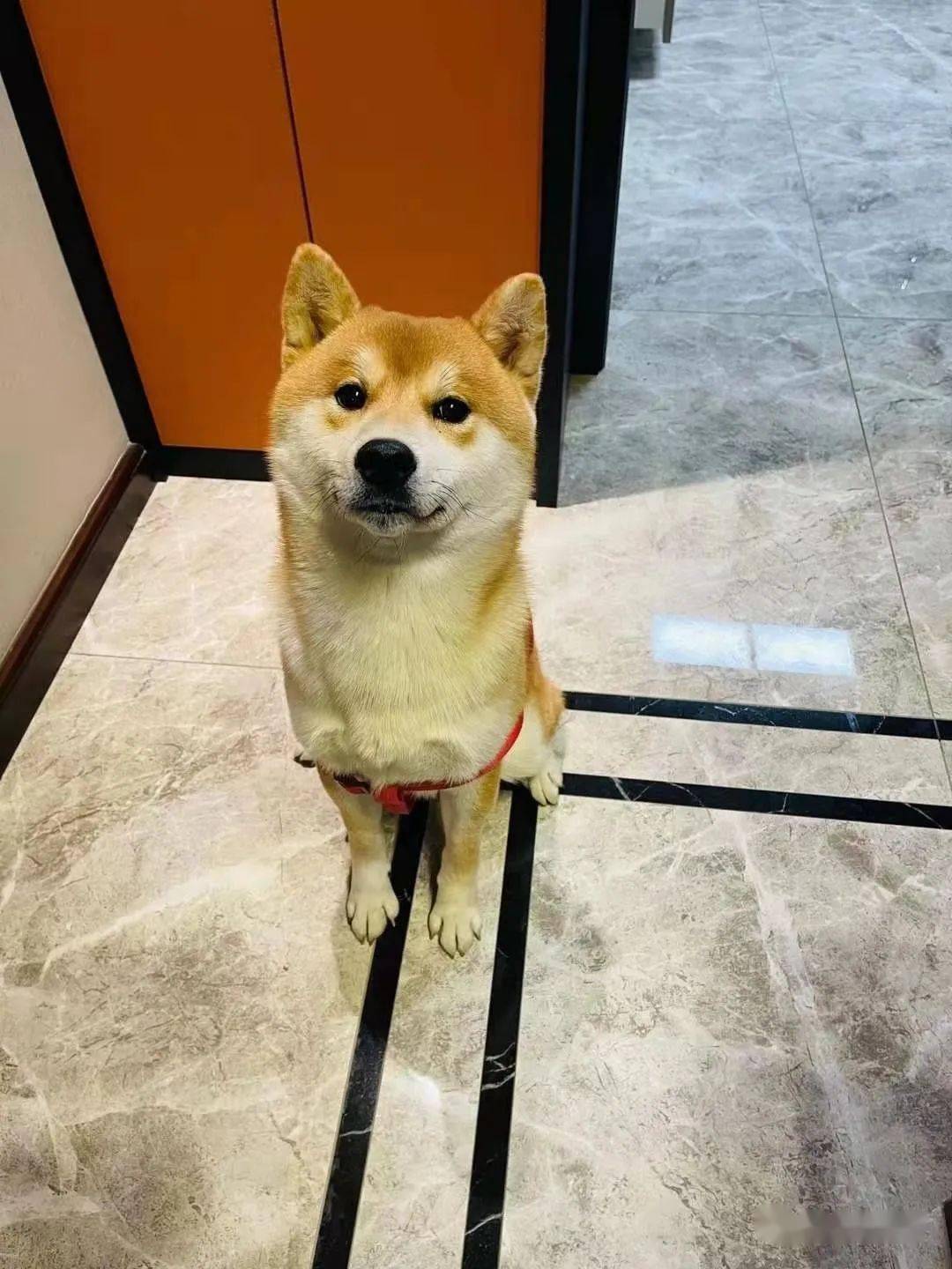 柴犬买家秀,小柴的大长腿是随了主人了吧!