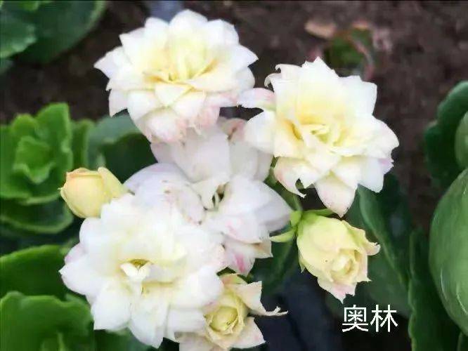 45种长寿花个个都是高颜值家里养几盆美得移不开眼
