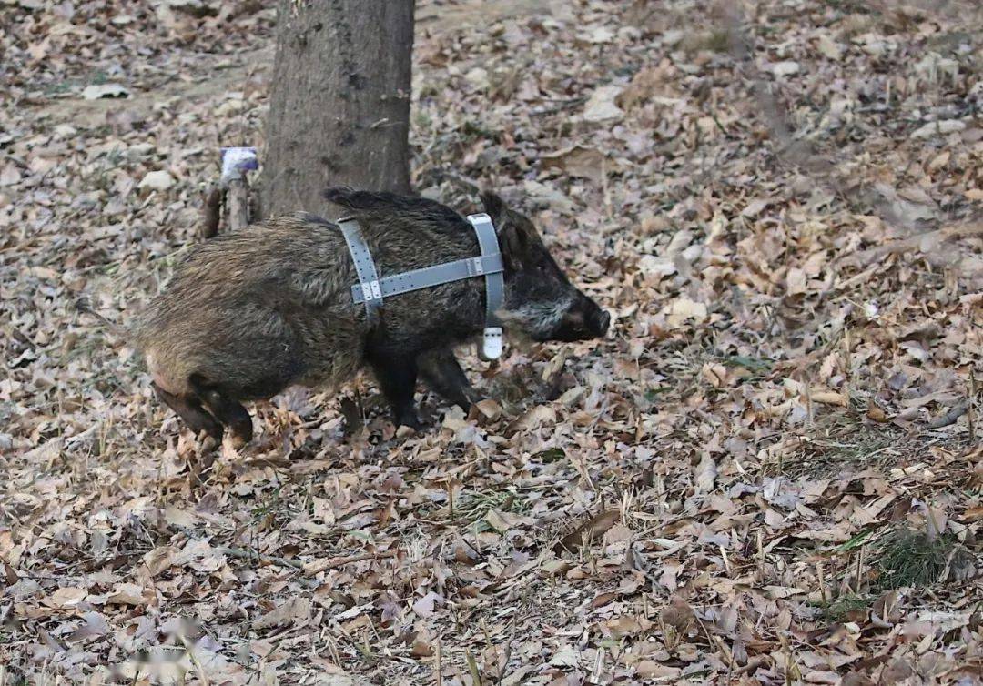 手机定位野猪套图片