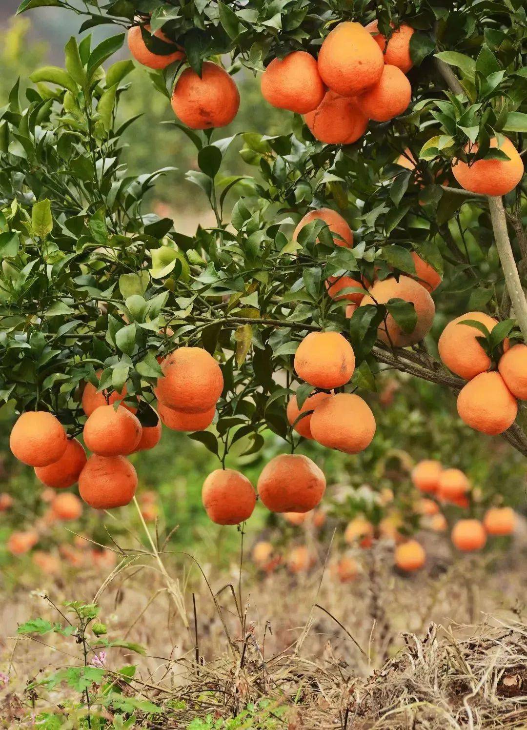 橙意来了收好德阳这份甜咪咪的耙耙柑采摘地图