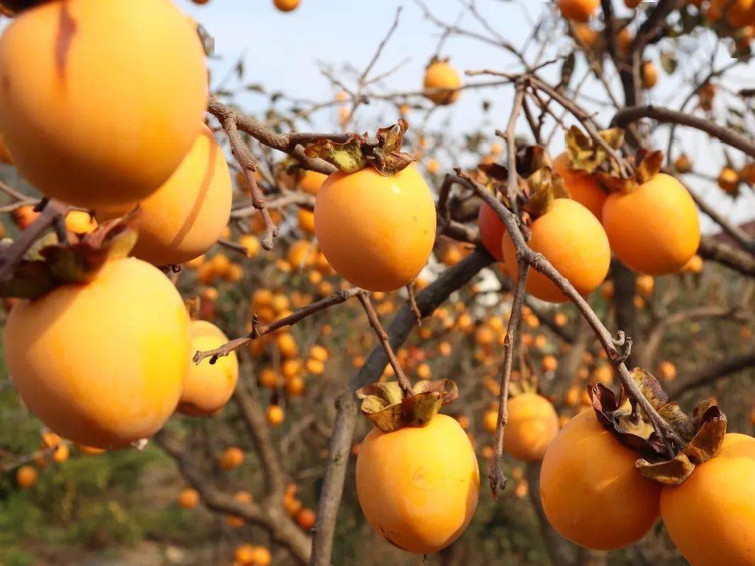 连云区云山街道乡贤智囊团带红经济发展五大板块