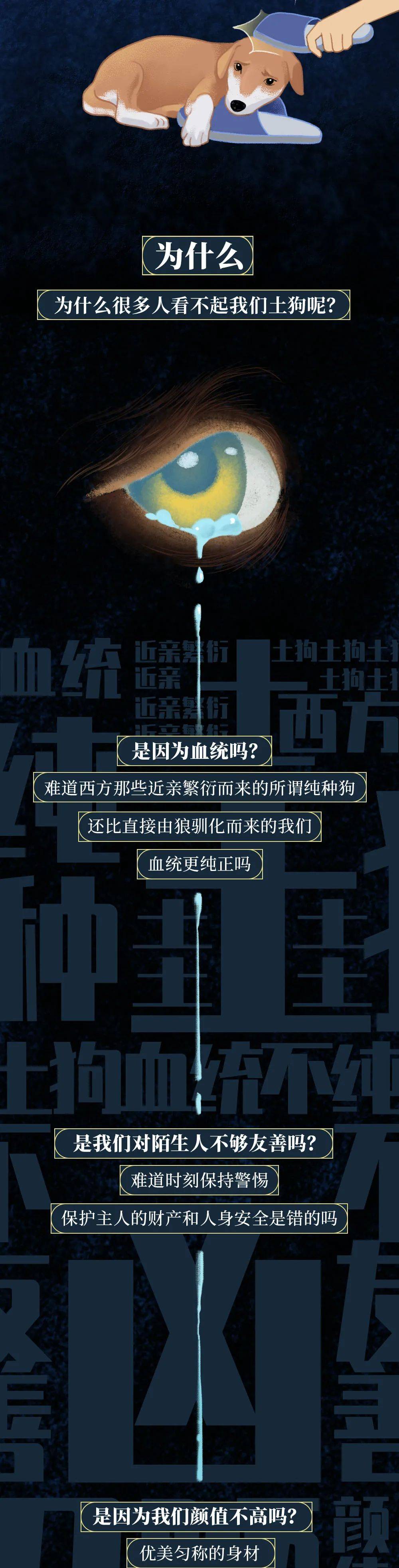 你憑什麼看不起中國土狗？ 萌趣萌寵 第10张