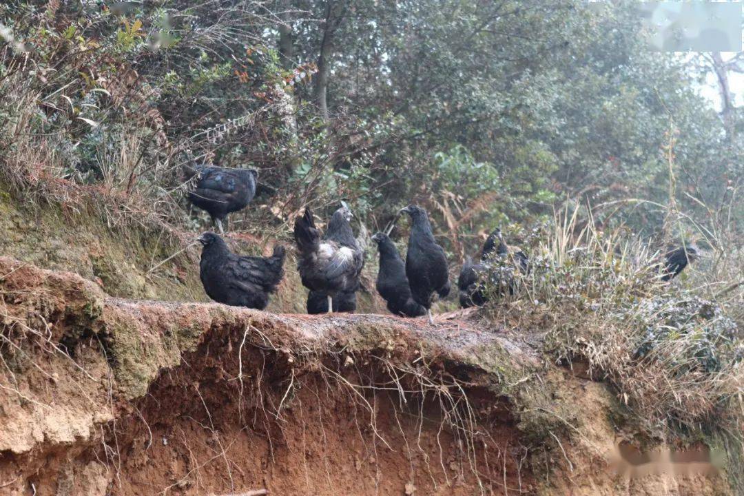 67威宁:林下养鸡促发展生态产业助脱贫