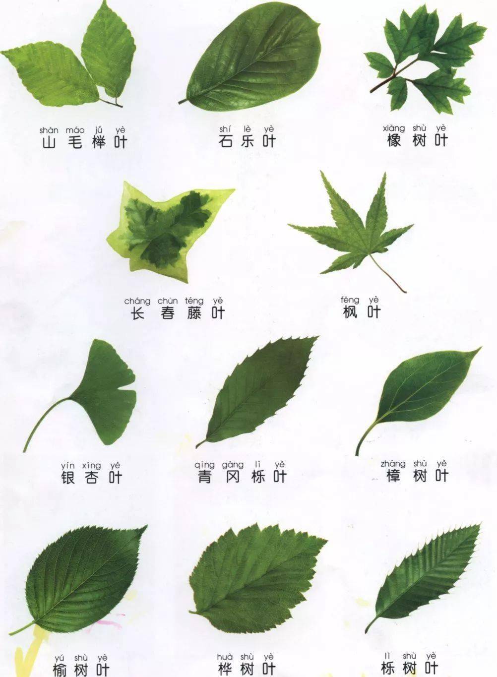 观叶植物名称大全图片