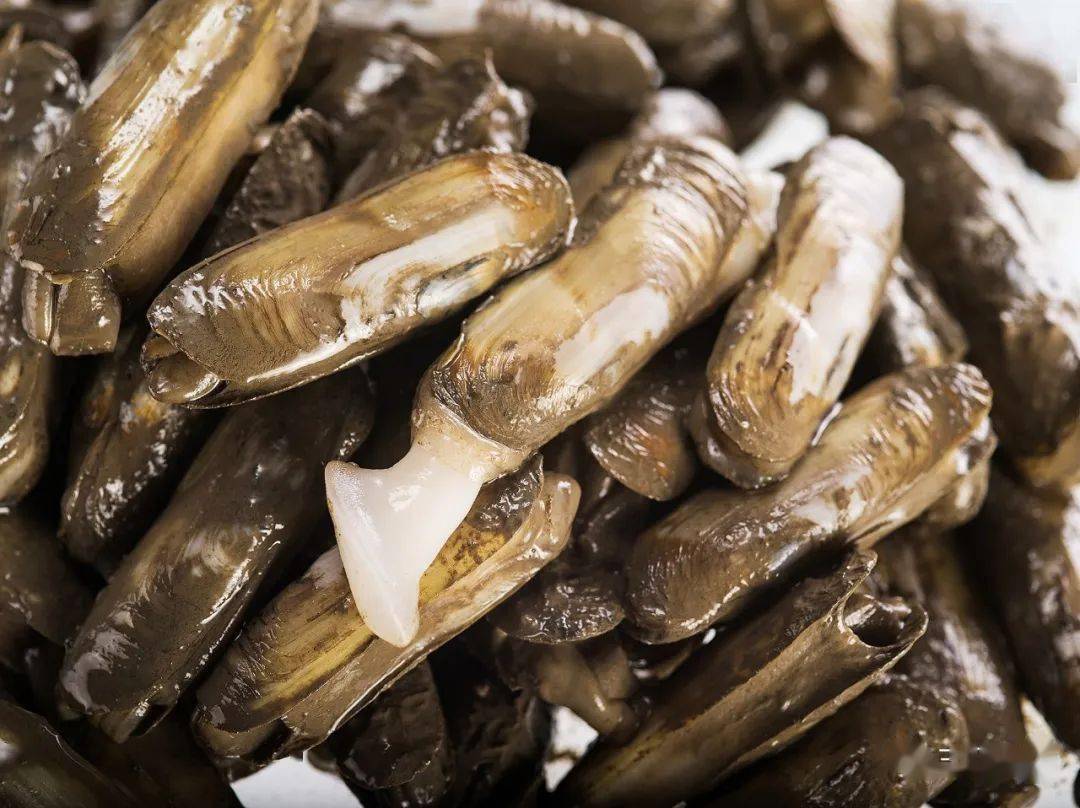 鲜甜三门|新认定为省级特色优势的三门缢蛏,这样吃太馋人了!_养殖