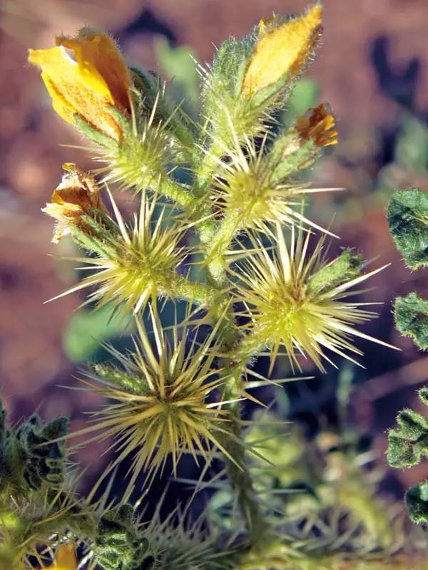 多样之美碰不得的绝命毒师刺萼龙葵