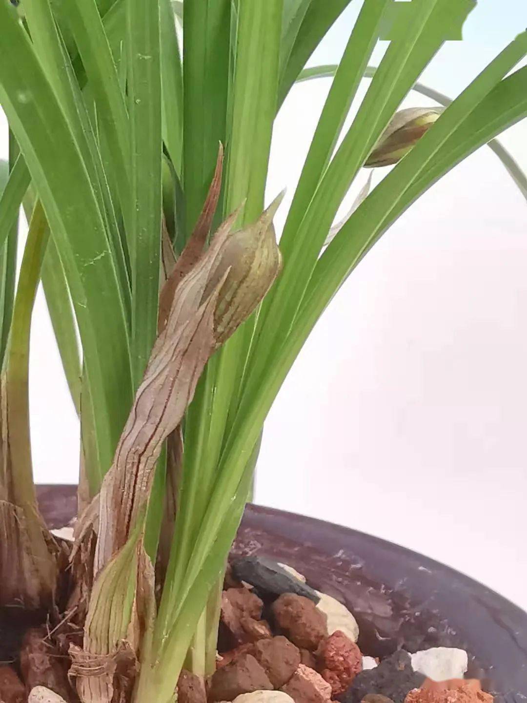 726如何研判兰花照片的真伪与假花影像的危害性