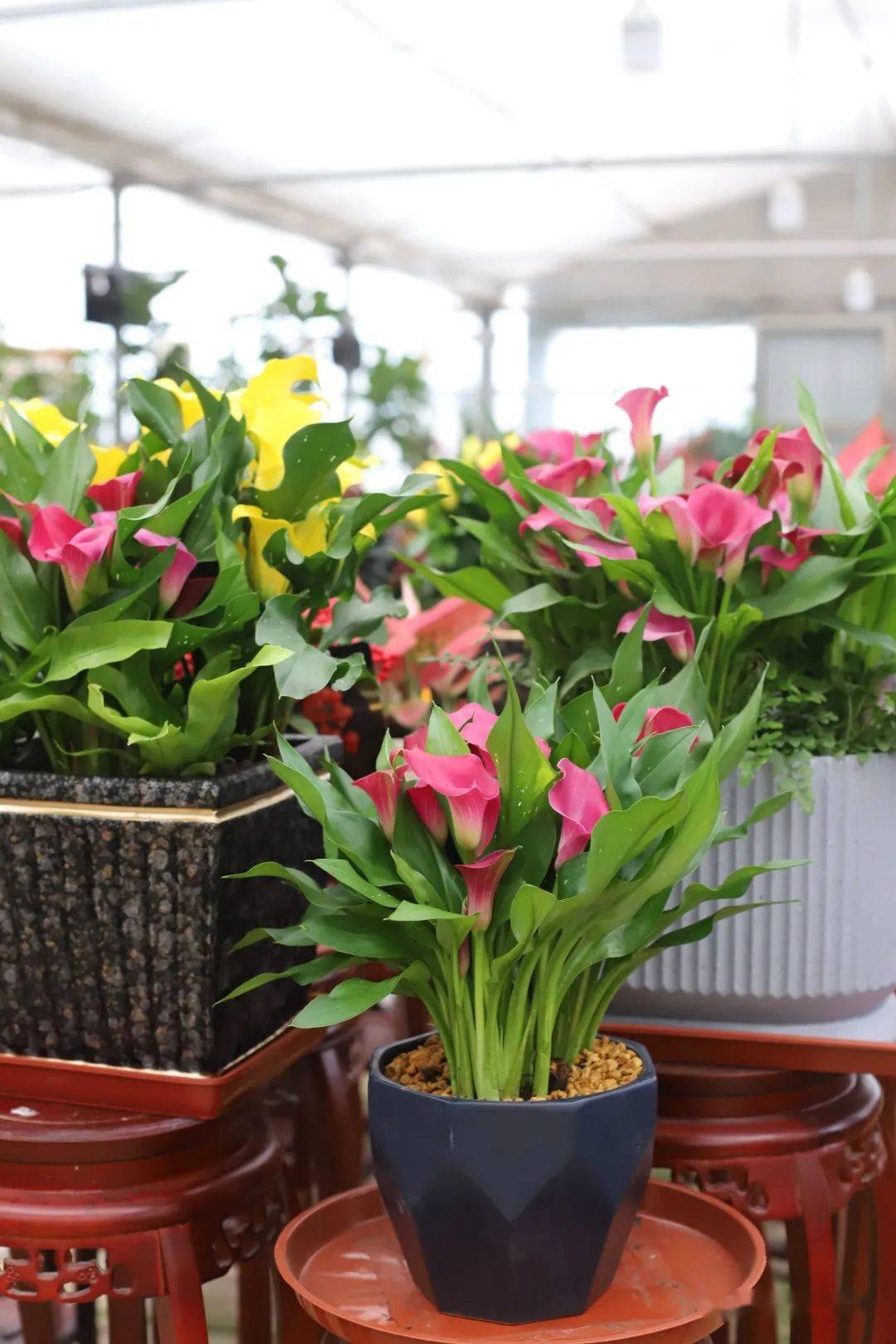 新手买年宵花,推荐这些球根花卉