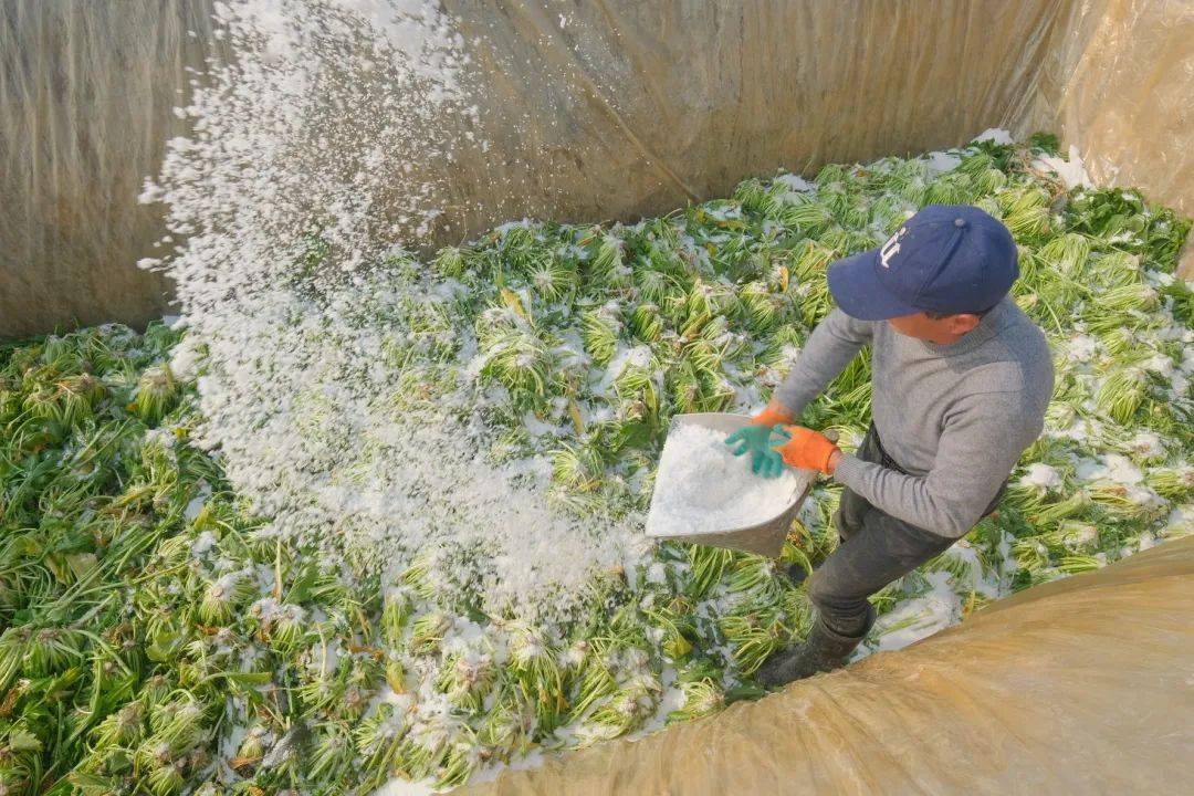 從池底一直鋪到了地面,和七石缸醃製鹹齏一樣,雪裡蕻和鹽一層層疊放