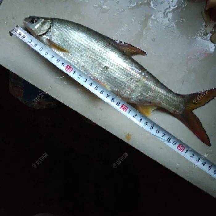 新安江放空转战支流黄尾鲫鱼齐上岸