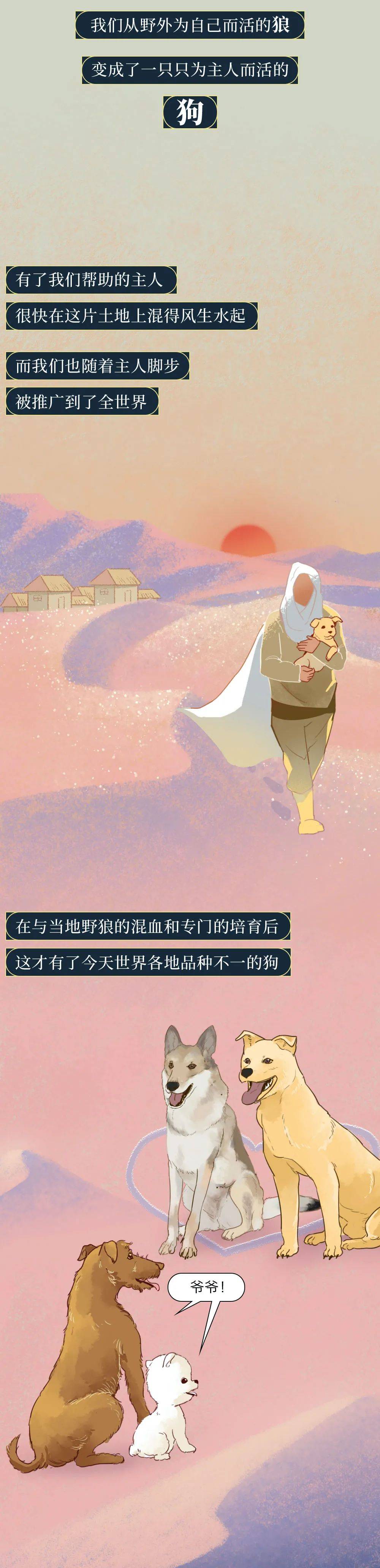 你憑什麼看不起中國土狗？ 萌趣萌寵 第5张
