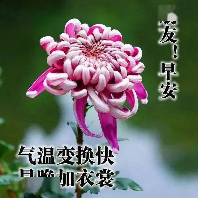 2021年早晨暖心祝福语短信,微信清晨很漂亮的早安问候图片