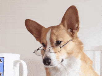 偷犬为配种…抱回来一看尴尬了……_柯基