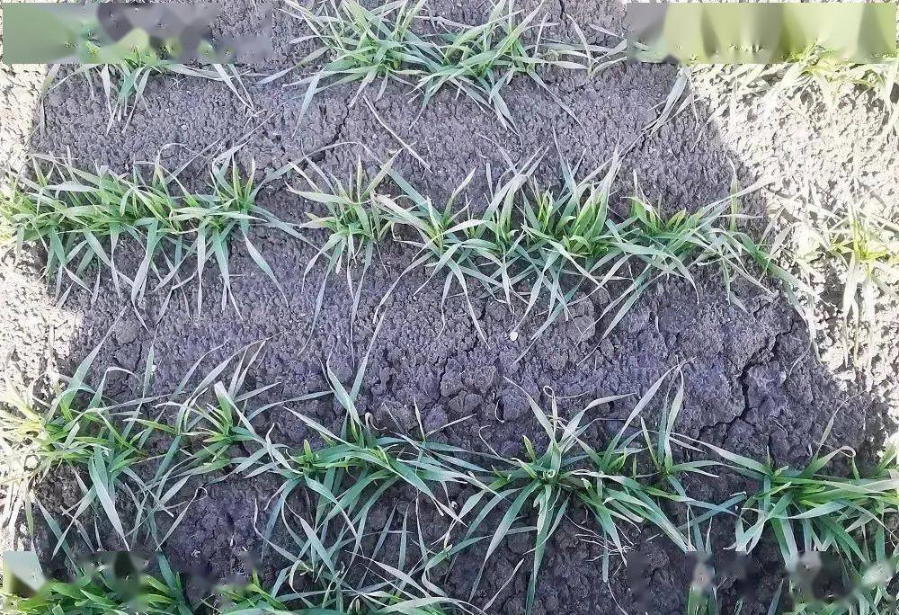 如果用过甲基二磺隆等除草剂,需考虑麦苗可能再受这些除草剂药害而