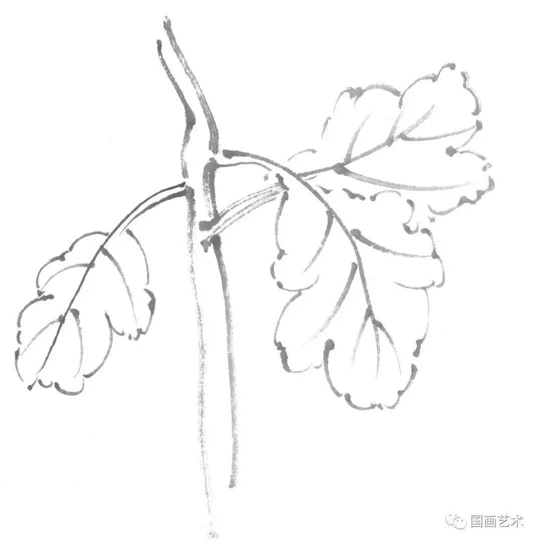 图文教程:简单易学的写意菊花,菊叶画法步骤