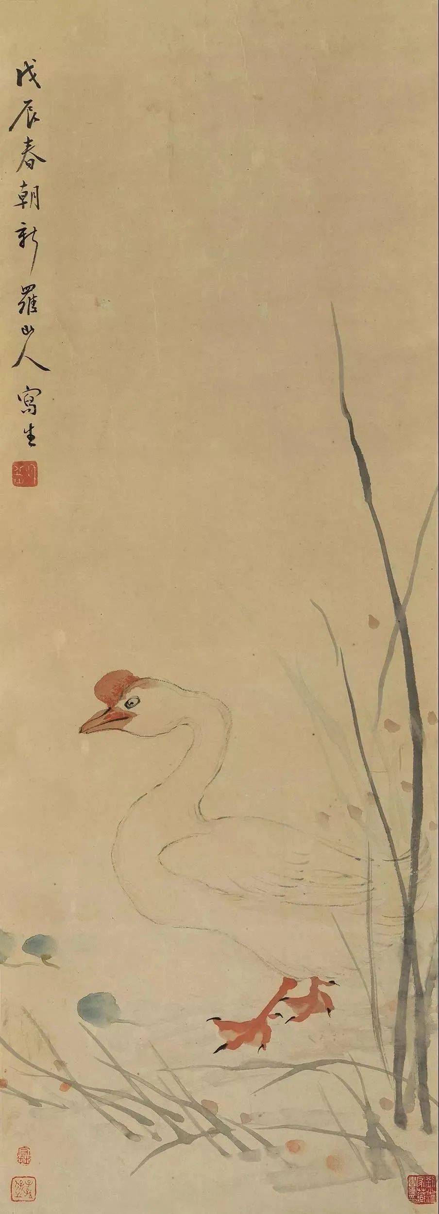 67清代画家华岩画花鸟一绝