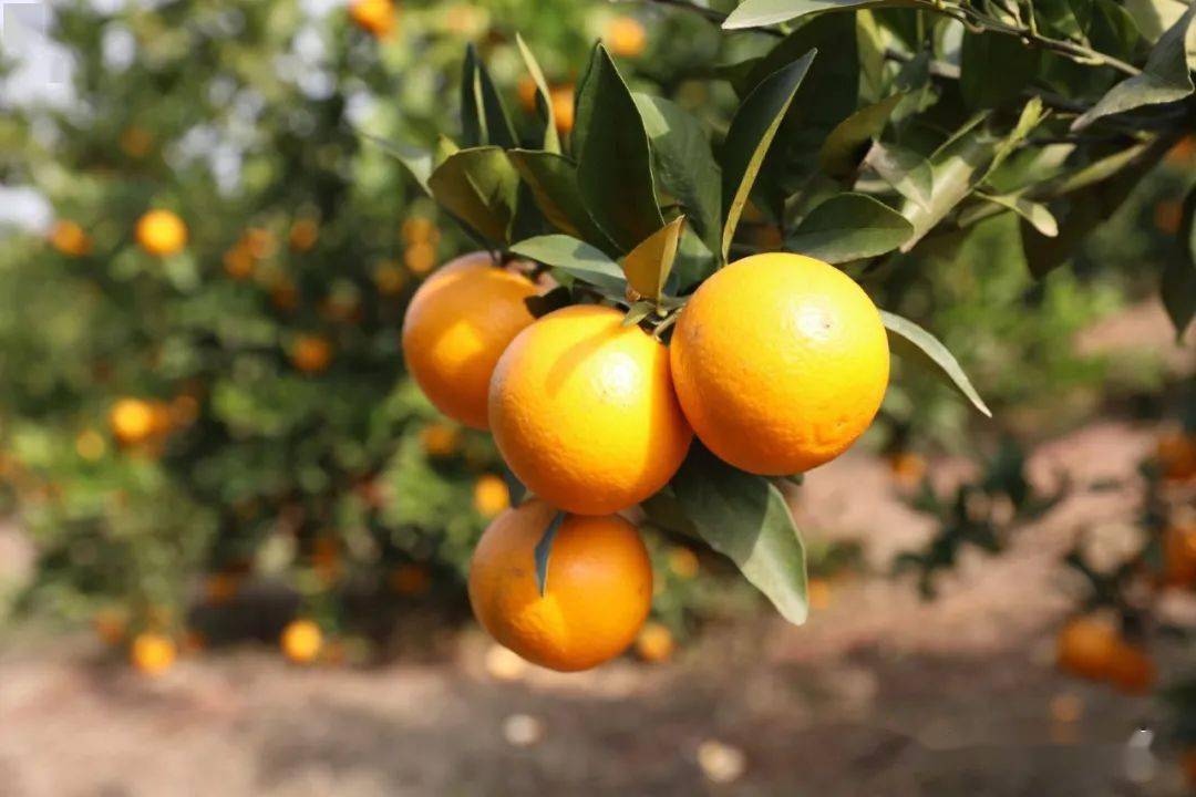 黄橙橙的果实仿佛一个个金色的小皮球,点缀在林间,放眼望去,一派丰收