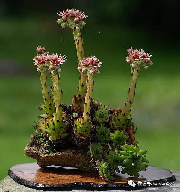 山野草盆景一盆草的优雅