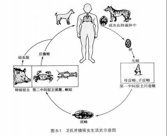 肺吸虫成虫结构图图片