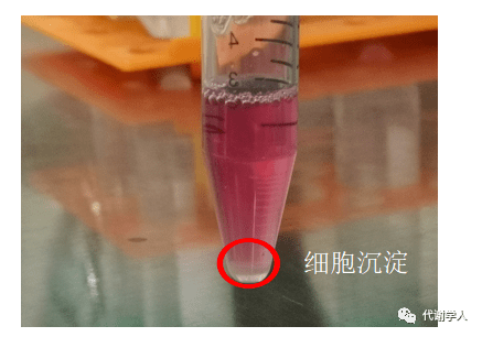 培养皿里的小胖子第三期细胞传代