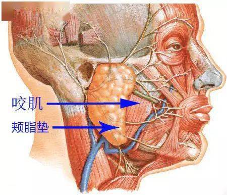 什么瘦肌成语_成语故事图片(3)