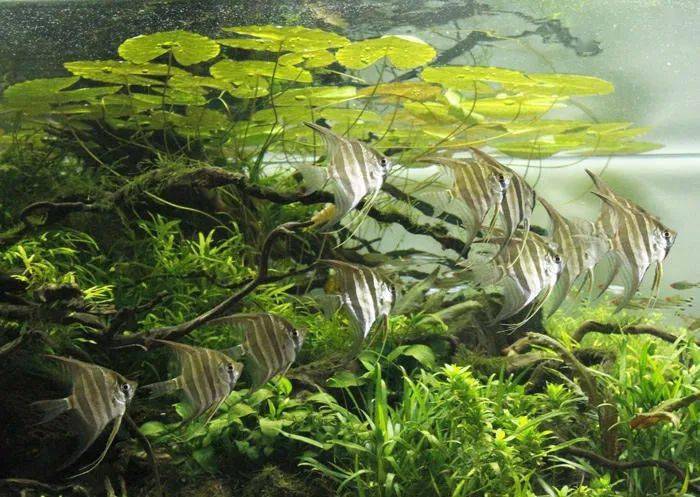 2种南美原生风格的缸你喜欢哪个类型