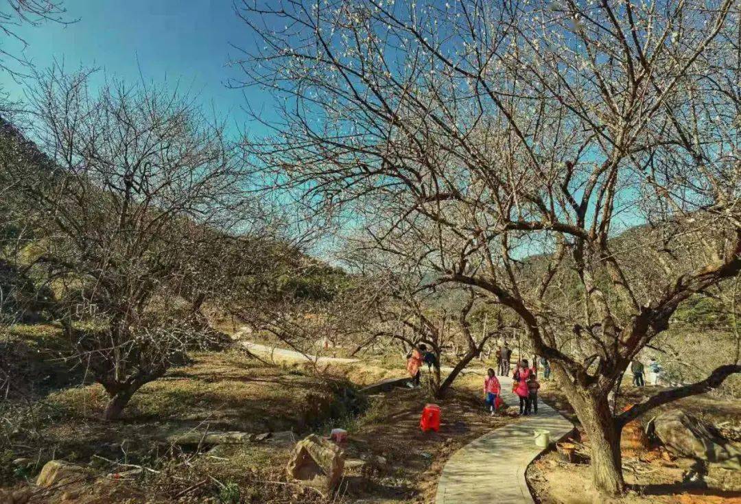 惠东梁化梅园提档升级