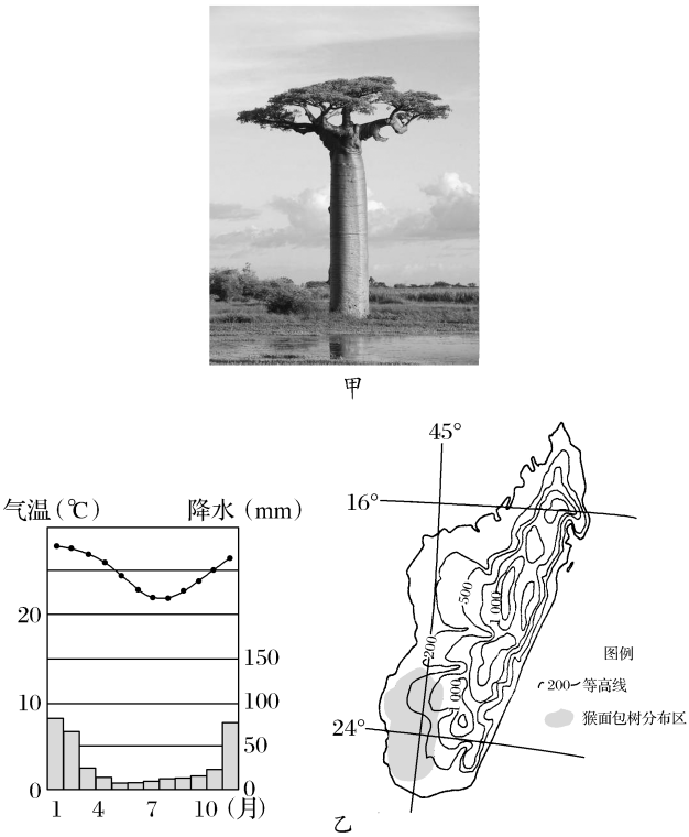 材料一猴面包树,又称波巴布树(如图甲),主要分布在马达加斯加岛西南
