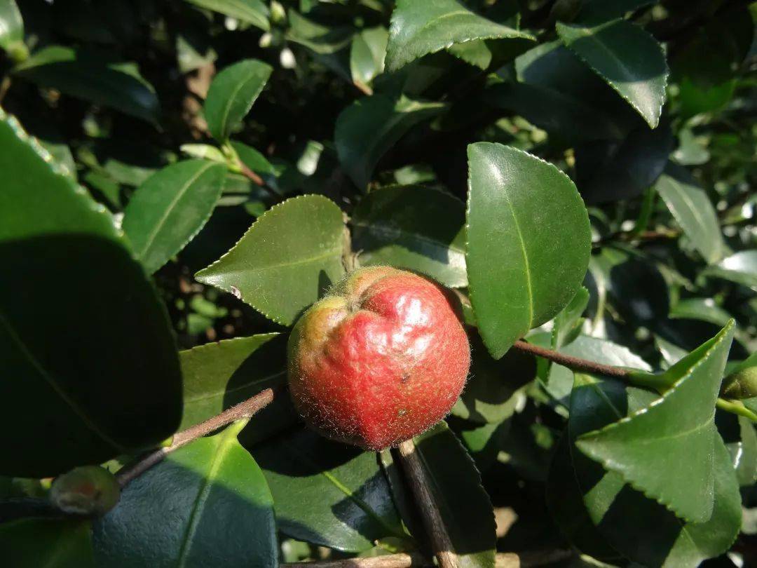 非梅花似山茶冬月眾芳凋謝之時宜賞梅