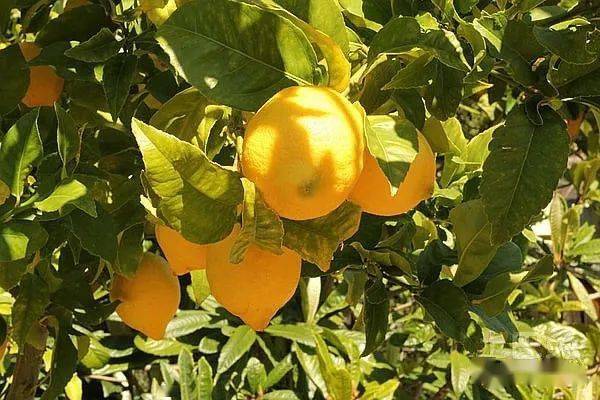 lemontree柠檬树旋律优美轻松愉悦萨克斯唯美音乐