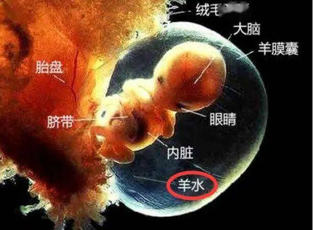 胎儿在羊水里的图片图片