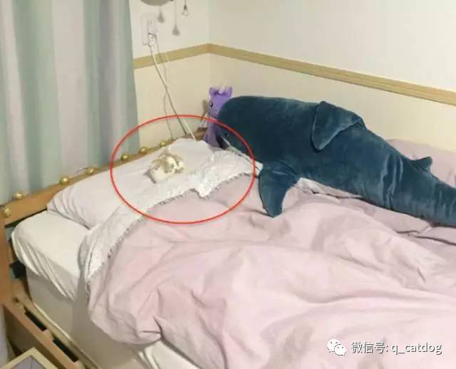 網友走進房間准備要睡覺時，貓咪的行為讓他哭笑不得… 萌趣萌寵 第1张