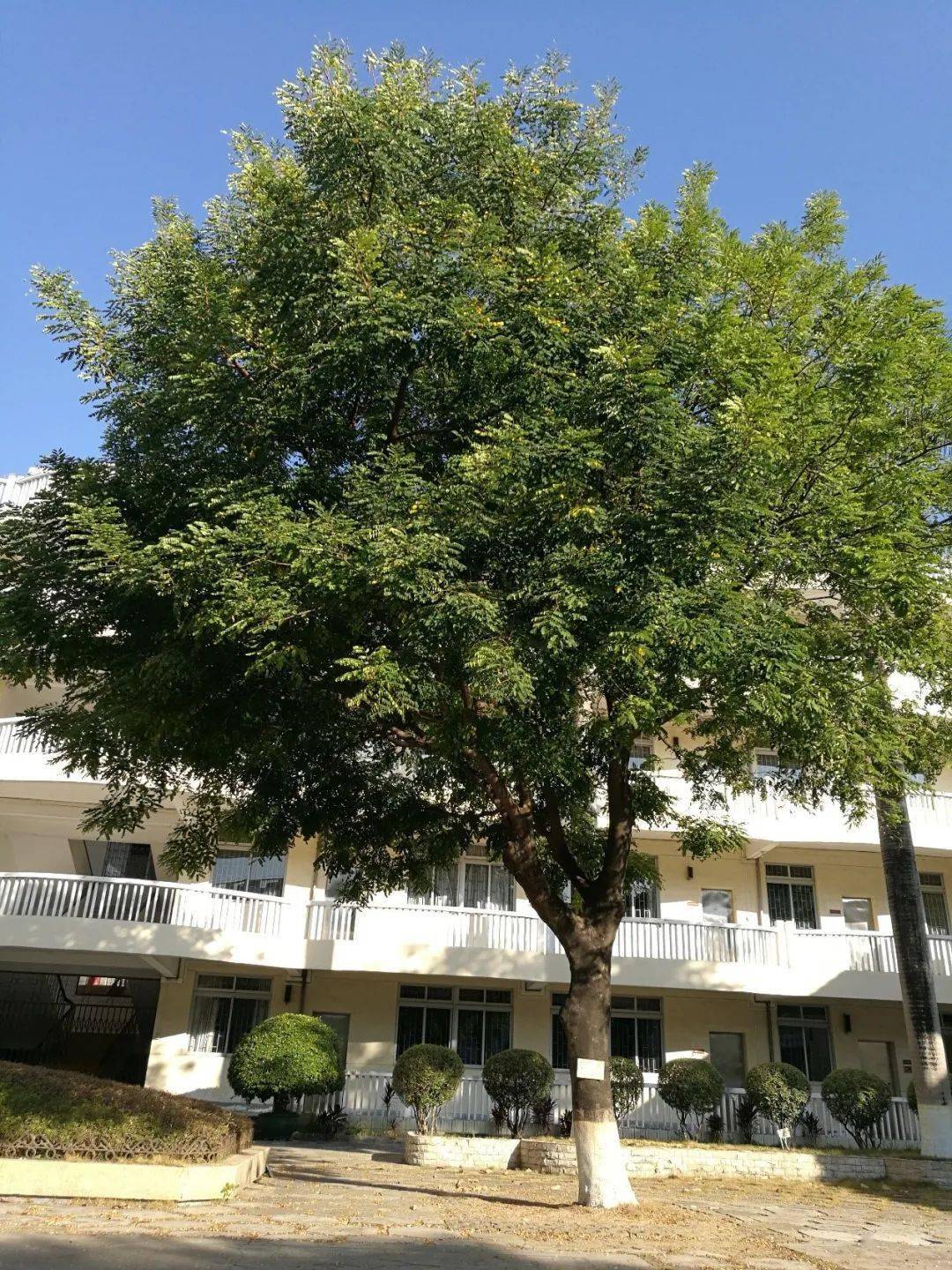 普及植物知识,共创绿色校园——东莞中学校园植物鉴赏