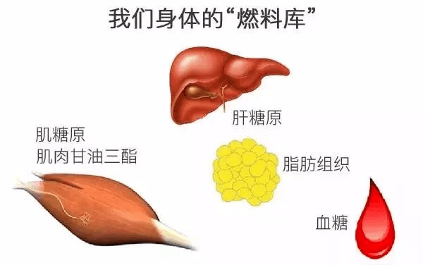 如何快速摆脱下腹部脂肪?教你5个减下腹部赘肉动作