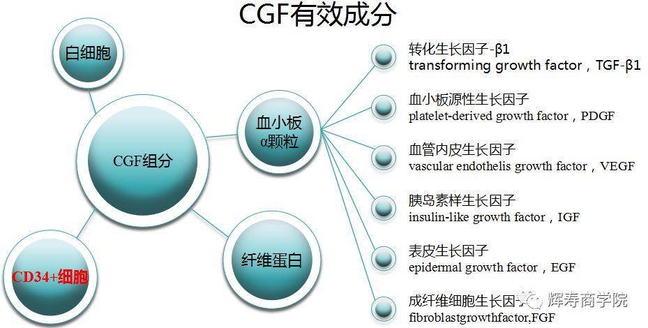 一部分液体,含有生长因子,白细胞系,等待刺激的干细胞和以专业区分的