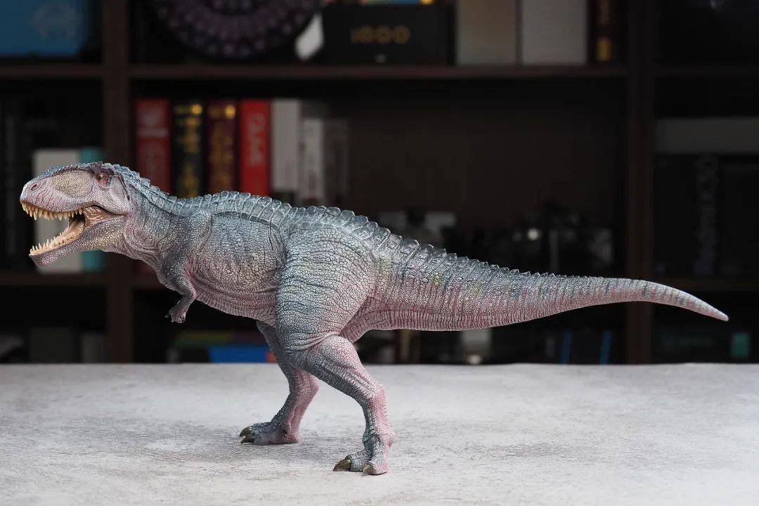 (giganotosaurus)的信息,這貨屬於鯊齒龍科,生活於白堊紀的阿根廷一帶