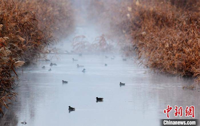 新疆阿拉尔：成群野鸭栖息描绘生态画卷
