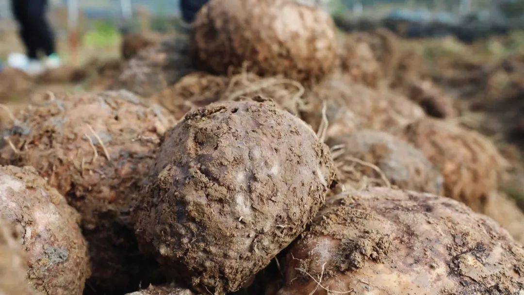 环江群众致富有了新路子_魔芋