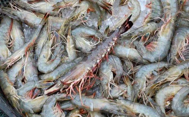 今年4~5月份的时候,市场上的金刚虾价格比较低迷,比