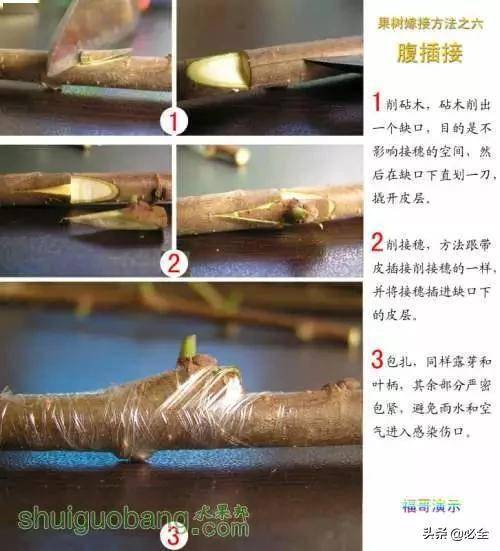 12种果树嫁接技术实操配图细节讲解