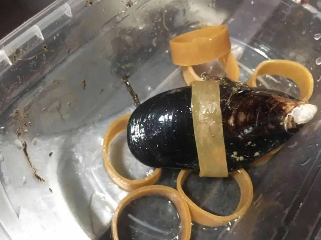 福州这个海鲜乱象,为何老禁不掉_橡皮筋