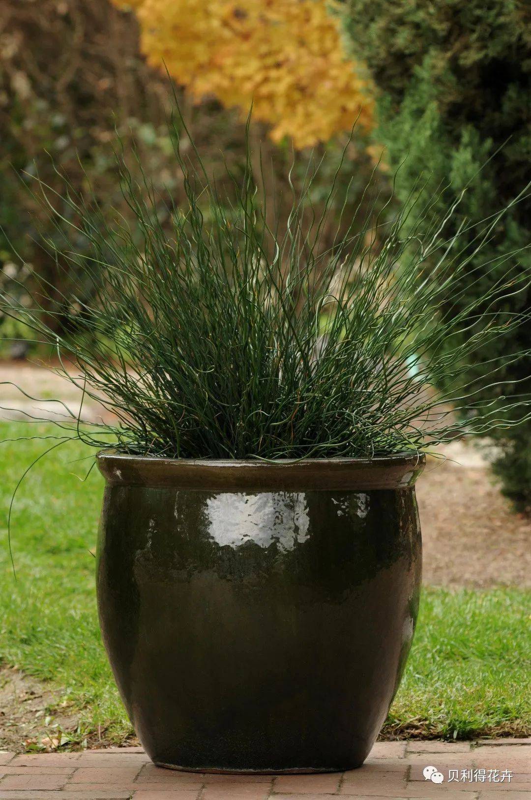 中型灯芯草弯标飘逸之极,尽展草之柔美盆栽状态特性:株型挺拔,针状