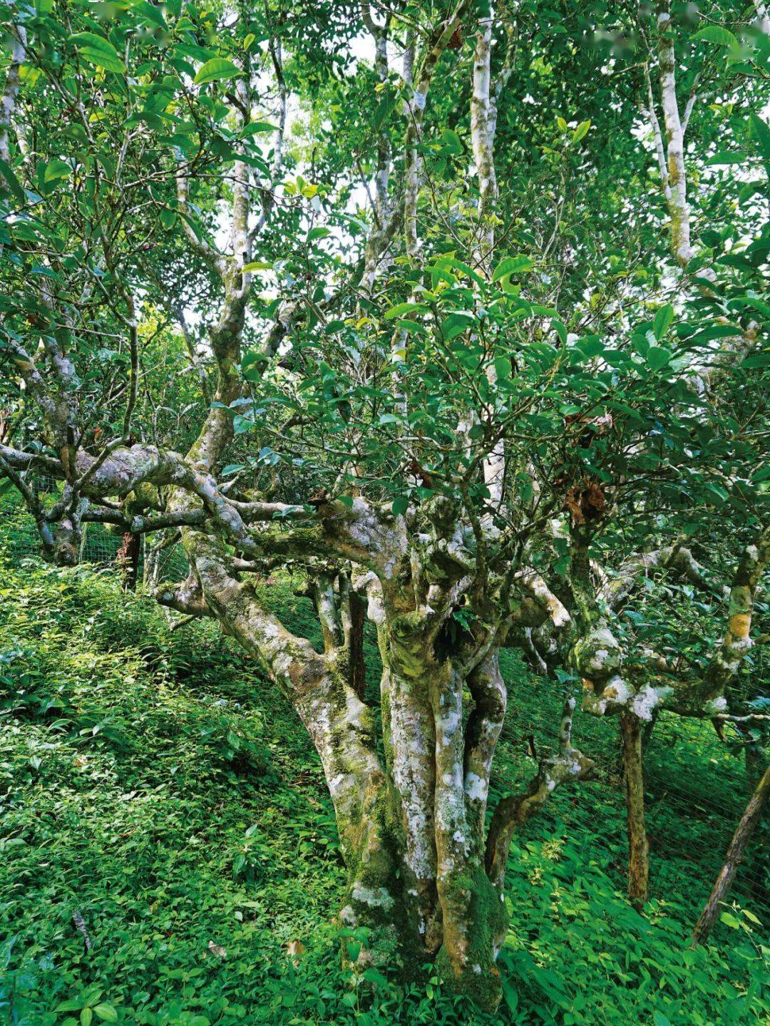 问茶南糯山_茶树
